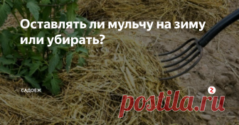 Оставлять ли мульчу на зиму или убирать? Многие грядки на своем огороде я мульчирую. Такой прием любят огурцы, помидоры, клубника, малина, перцы - да почти все овощи и ягоды. Мульа препятствует зарастанию сорняками, помогает сохранить влагу в почве, дополнительно питает растения, оберегает корневую систему от заморозков и перегрева.
Однако когда дачный сезон заканчивается, мы собираем последний урожай, встает вопрос: а что делать с мульч