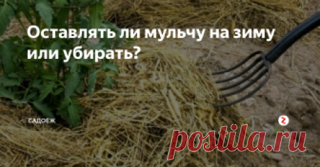 Оставлять ли мульчу на зиму или убирать? Многие грядки на своем огороде я мульчирую. Такой прием любят огурцы, помидоры, клубника, малина, перцы - да почти все овощи и ягоды. Мульа препятствует зарастанию сорняками, помогает сохранить влагу в почве, дополнительно питает растения, оберегает корневую систему от заморозков и перегрева.
Однако когда дачный сезон заканчивается, мы собираем последний урожай, встает вопрос: а что делать с мульч