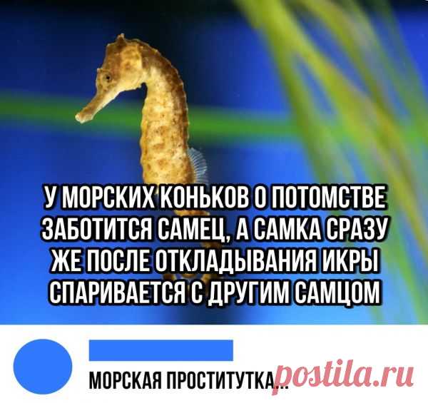Немного юмора из этих ваших соцсетей - ЯПлакалъ