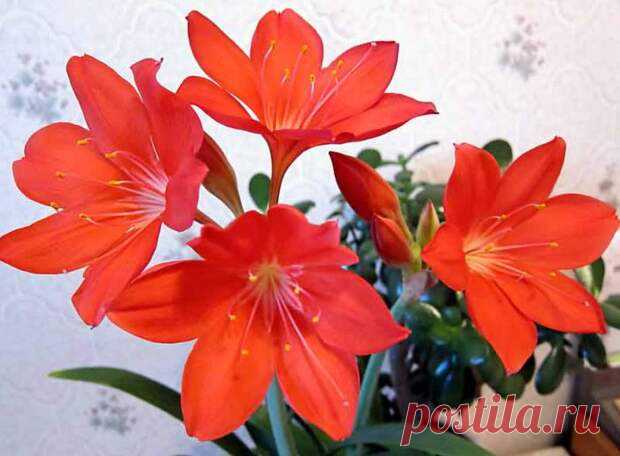 Валлота - семейства амариллисовые - Цветочки - медиаплатформа МирТесен Такое растение, как валлота (Vallota) имеет прямое отношение к семейству амариллисовые (Amaryllidaceae). Родом оно из влажных субтропических областей Южной Америки. Названо данное растение в честь француза Пьера Валло, который был ботаником. Это луковичное растение является многолетником. На...