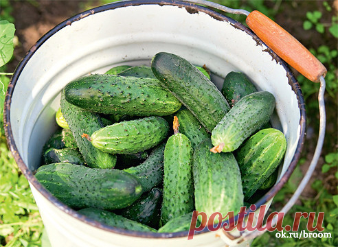 1 непрочитанный чат