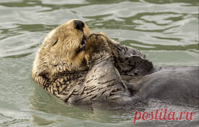 Вот умора: только посмотрите на работы финалистов конкурса смешных фотографий животных Comedy Wildlife Photography Awards 2024 | Вокруг Света