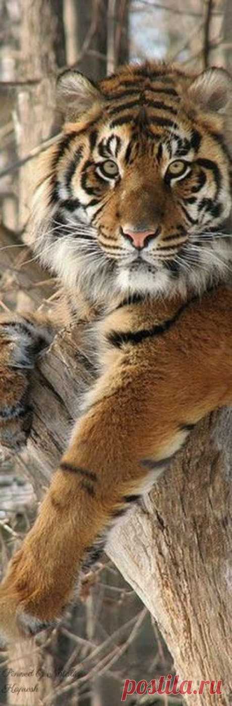 (191) Pinterest