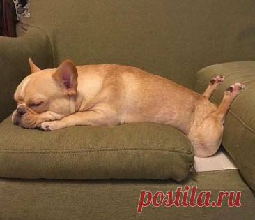 Épinglé par Пикабу sur Милые животные en 2025 | Chiots bouledogues, Animaux les plus mignons, Chiots bouledogue français