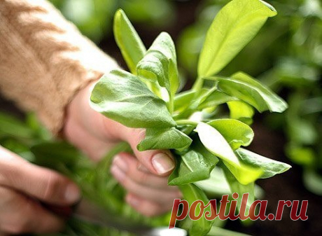 Запись на стене Растения, обладающие целебными свойствами&#33; Каждое из них является для человека отличным профилактическим средством от различных недугов.1. Редька – выводит камни и песок из почек и мочевого пузыря, лечит бронхит, катар, туберкулез, кровоизлияния, является мочегонным и желчегонным. Увеличи..