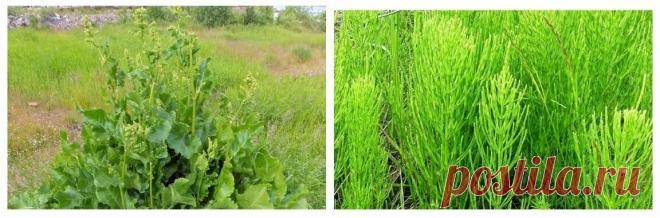 Научилась делать удобрение из травы, теперь даже не собираюсь покупать навоз, все и так отлично растет. Рассказываю | ТРИ ПОКОЛЕНИЯ | Яндекс Дзен