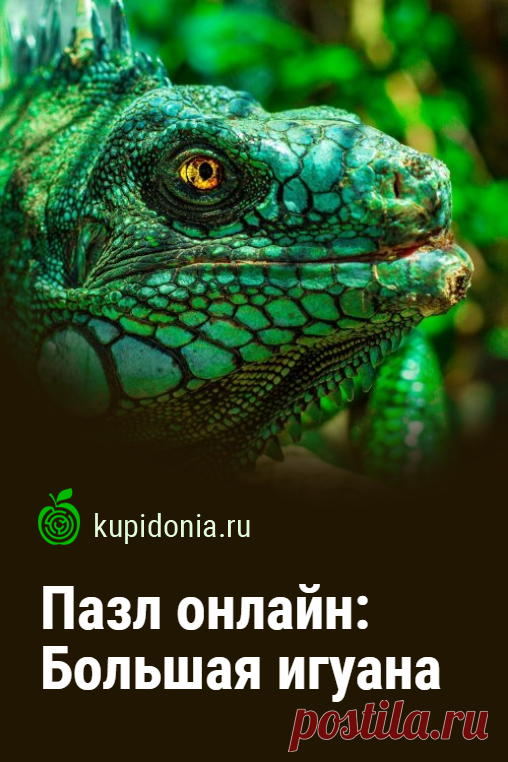 Пазл: Большая игуана. Красивый пазл онлайн с большой игуаной  из серии 'В мире животных'. Собирайте пазлы на сайте! Это отличная тренировка для мозга.