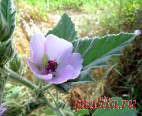 13 полезных растений на вашем участке