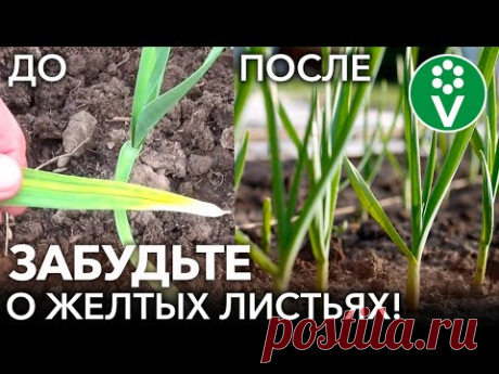 ПОЖЕЛТЕЛ ЧЕСНОК? Сделайте ЭТО и он снова станет изумрудно-зелёным!