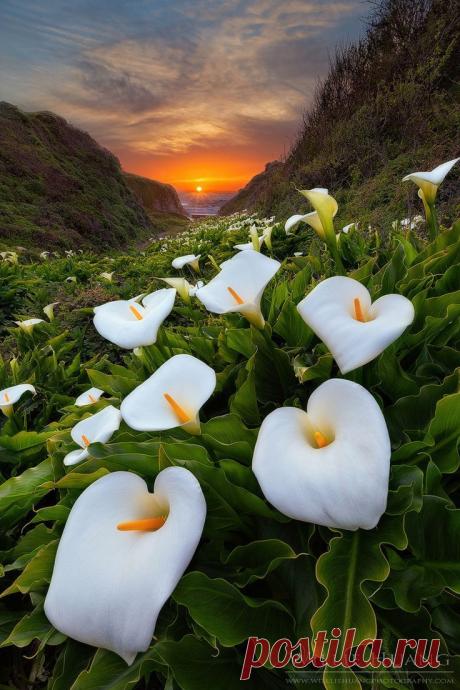 California.