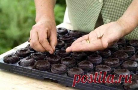 8 секретов успешных дачников 
(Добавь себе на стену, чтобы не забыть!)
1. Йод для капусты 
В ведро воды добавить 40 капель йода. Когда начнет формироваться кочан, поливать капусту под растение по 1 литру. 
2. Ускорение пророста 
Чтобы семена быстрее проросли их замачивают в растворе перекиси водорода (4%) на 12 часов (капуста), а семена помидоров и свеклы - на 24 часа. Для обеззараживания семян (вместо марганцовки) их обрабатывают 10% перекисью водорода 20 минут. Соотношение раствора и семян 1