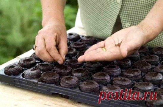 8 секретов успешных дачников 
(Добавь себе на стену, чтобы не забыть!)
1. Йод для капусты 
В ведро воды добавить 40 капель йода. Когда начнет формироваться кочан, поливать капусту под растение по 1 литру. 
2. Ускорение пророста 
Чтобы семена быстрее проросли их замачивают в растворе перекиси водорода (4%) на 12 часов (капуста), а семена помидоров и свеклы - на 24 часа. Для обеззараживания семян (вместо марганцовки) их обрабатывают 10% перекисью водорода 20 минут. Соотношение раствора и семян 1