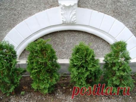 Как посадить живую изгородь: советы и секреты | 6 соток