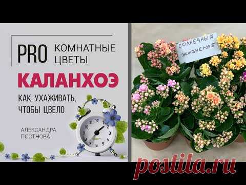 Солнечный жизнелюб - простые правила дружбы с каланхоэ