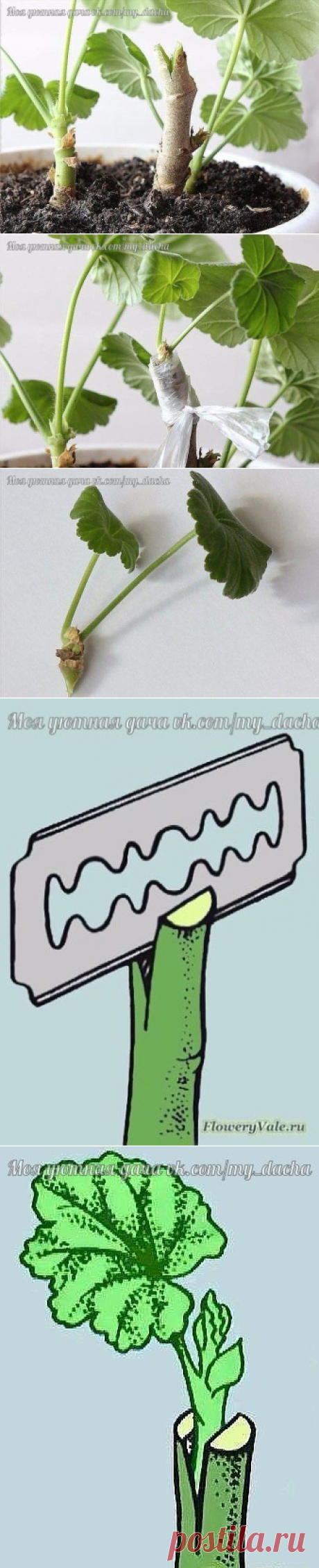 ➡ Новое о герани