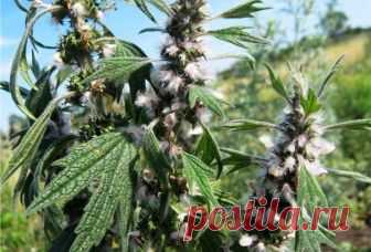 ПУСТЫРНИК - ВСЕ ЛЕКАРСТВА В ОДНОМ РАСТЕНИИ 


 
 



Пустырник...- основной соратник валериане в помощи сердцу,- обладает успокоивающими свойствами,- понижает артериальное давление, замедляя ритм,- увеличивает силу сердечных сокращений,- регул…