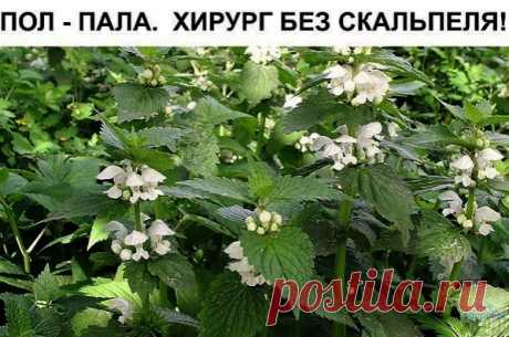 УДИВИТЕЛЬНЫЕ СВОЙСТВА ТРАВЫ ПОЛ-ПАЛА

Без преувеличения можно сказать: пол-пола спо­собна заменить целую аптеку. Эта трава является мощ­ным стимулятором солевого обмена в организме.

Ле­чит и подагру, и полиартрит. Как солевыводящее сред­ство применяется при пиелонефрите, мочекаменной болезни, циститах.

Способствует снятию воспалитель­ного процесса мочевыводящих путей и мочевого пузы­ря, в придатках, в почечных лоханках (пиелит), проста­те
(простатит).

Отвар пол-полы явл...