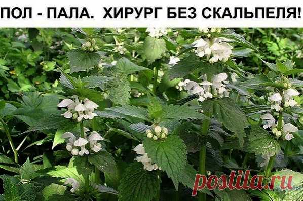 УДИВИТЕЛЬНЫЕ СВОЙСТВА ТРАВЫ ПОЛ-ПАЛА

Без преувеличения можно сказать: пол-пола спо­собна заменить целую аптеку. Эта трава является мощ­ным стимулятором солевого обмена в организме.

Ле­чит и подагру, и полиартрит. Как солевыводящее сред­ство применяется при пиелонефрите, мочекаменной болезни, циститах.

Способствует снятию воспалитель­ного процесса мочевыводящих путей и мочевого пузы­ря, в придатках, в почечных лоханках (пиелит), проста­те
(простатит).

Отвар пол-полы явл...