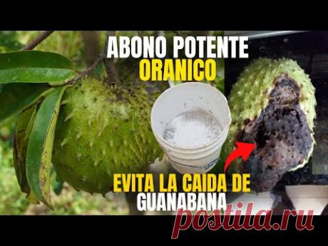 Abono organico potente para evitar la caida de frutos de guanabana