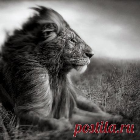 Теоретическому знанию нет конца. Примите к сердцу и практикуйте то, что вы уже узнали.
(Чокьи Нима Ринпоче)