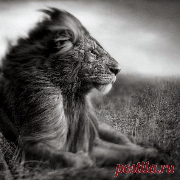 Теоретическому знанию нет конца. Примите к сердцу и практикуйте то, что вы уже узнали. 

(Чокьи Нима Ринпоче)