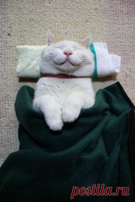 Кошки, которые расслабились по самое не могу…