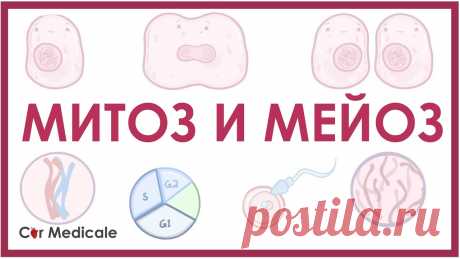 Митоз и мейоз - биология и физиология клетки Митоз — способ деления клеток эукариот, при котором каждая дочерняя клетка получает то же число (и тот же набор) хромосом, что и материнская. Митозом могут д...