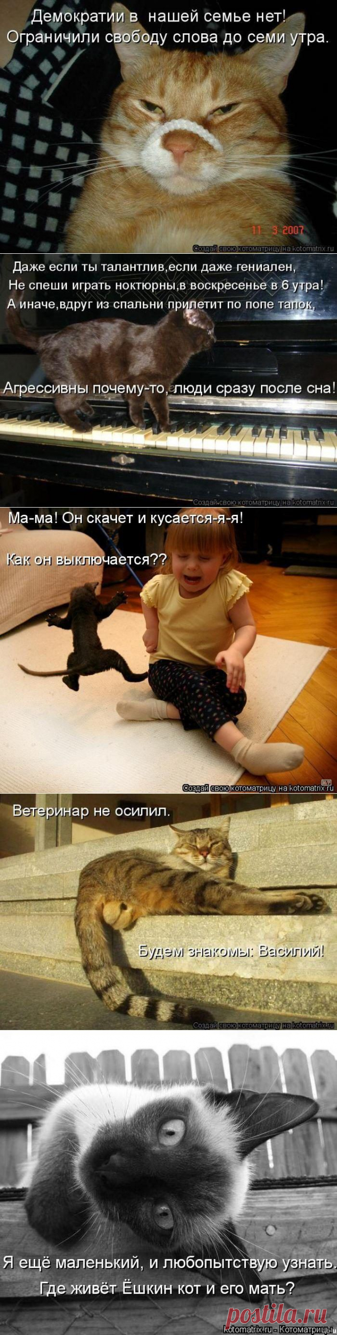 Лучшие котоматрицы / Приколы
