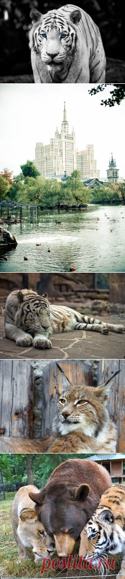 Самые необычные зоопарки
Императорский зоопарк
Старейший зоопарк России был основан 12 февраля (31 января по старому стилю) 1864 года Русским Императорским обществом акклиматизации животных и растений. На его торжественном открытии присутствовал сын императора Николая I — Великий князь Николай Николаевич-старший, который долгое время был покровителем зоосада. «Живой музей на открытом воздухе» активно поддерживали и другие знатные особы: Александр II подарил зоопарку индийского слона.