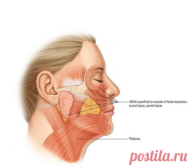 Как избавиться от провисаний и омолодить шею? Чаще всего, некрасивые «бульдожьи щечки» появляются вследствие возрастных изменений, повышенного веса, дряблости лицевой мускулатуры. Но кроме этого, есть еще факторы, которые провоцируют появление обвислой линии щек, вне зависимости от пола и возрастных данных. Как с помощью простого упражнения подтянуть линию щек и восстановить молодость и упругость области шеи? ...