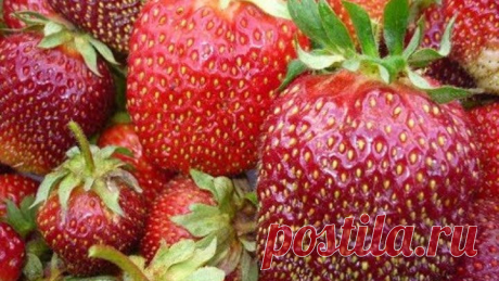 ПЕРЕКИСЬ ВОДОРОДА-СУПЕР СРЕДСТВО ДЛЯ СПАСЕНИЯ УРОЖАЯ КЛУБНИКИ!И ДРУГИЕ СОВЕТЫ!