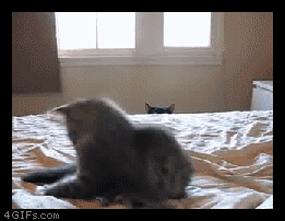 Котогифки))