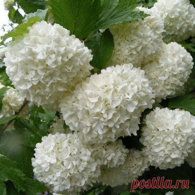 Цветущая калина бульденеж...