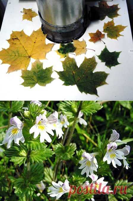 Копорский чай - здоровье России! - Копорский чай - в каждый дом