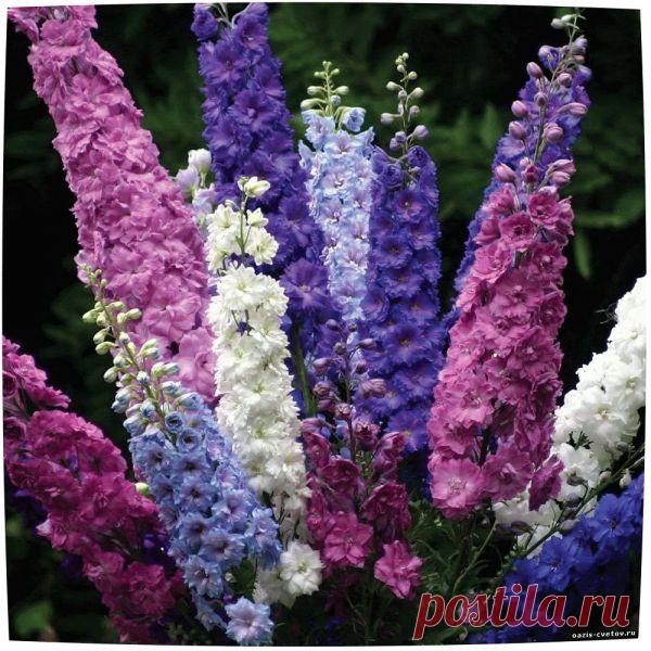 Дельфиниум многолетний - выращивание и уход