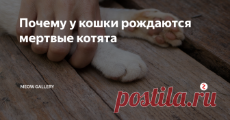 Почему у кошки рождаются мертвые котята Почему котята умирают?
Среди причин и факторов выделяются следующие:
Наследственность. Смертность в роду (как по материнской, так и по отцовской линии) в