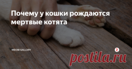 Почему у кошки рождаются мертвые котята Почему котята умирают?
Среди причин и факторов выделяются следующие:
Наследственность. Смертность в роду (как по материнской, так и по отцовской линии) в