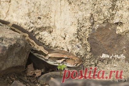 11-летняя девочка выжила после укуса одной из самых ядовитых змей в мире