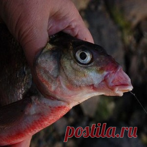 Как правильно выбрать крючок для легкой насадки - МирТесен