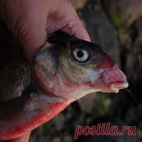 Как правильно выбрать крючок для легкой насадки - МирТесен