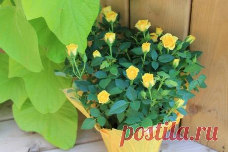 Комнатная роза: уход в домашних условиях