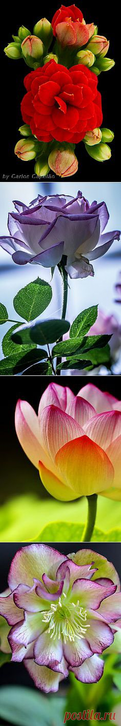 Pinterest