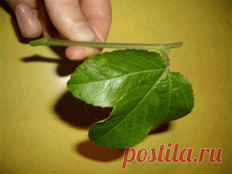 Выращиваем виноград из зеленого черенка