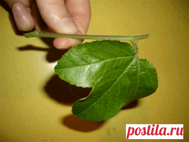 Выращиваем виноград из зеленого черенка