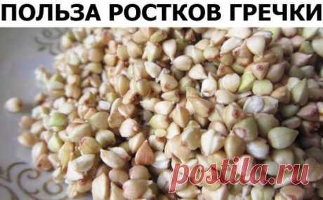 Как проращивать зеленую гречку: насыпаем в миску гречку. Тщательно промываем прохладной водой несколько раз и оставляем на часа 2 отмачиваться в воде. После этого, снова тщательно промываем. Вода должна стать максимально прозрачной (нужно вымыть весь выделившийся крахмал), тогда гречка будет лучше прорастать. Сливаем воду, подсушиваем гречку. Накройте гречку тарелочкой и поставьте в сухое место, в которое не будут попадать прямые солнечные лучи. С этого момента начинается процесс проращивания.
Ч