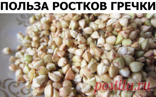 Как проращивать зеленую гречку: насыпаем в миску гречку. Тщательно промываем прохладной водой несколько раз и оставляем на часа 2 отмачиваться в воде. После этого, снова тщательно промываем. Вода должна стать максимально прозрачной (нужно вымыть весь выделившийся крахмал), тогда гречка будет лучше прорастать. Сливаем воду, подсушиваем гречку. Накройте гречку тарелочкой и поставьте в сухое место, в которое не будут попадать прямые солнечные лучи. С этого момента начинается процесс проращивания.
Ч