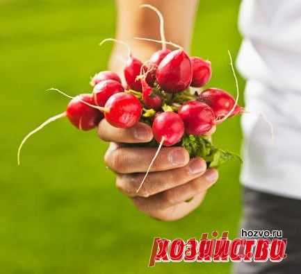 Враги редиски и способы борьбы с ними