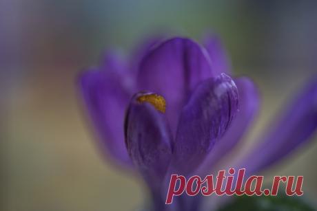 OPENING