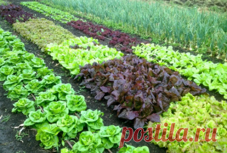 Зелень с огорода для меня вкуснее бутерброда с колбасой. Как я выращиваю раннюю зелень самосевом | Уральский Садовод | Яндекс Дзен