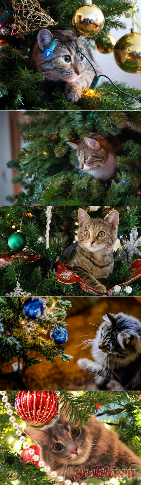Наши кошки в Новый год!